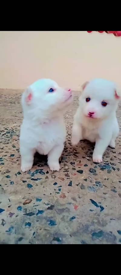 rusiya puppy boht hi kml ke h