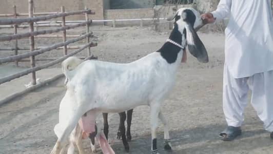 2 Bacchon Ka Sath Desi Bakri For Sale/ 03147608930
