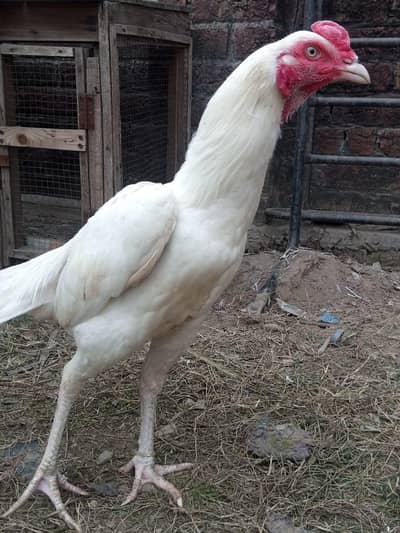 Heera aseel  paper white