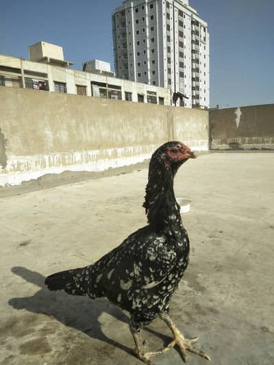 aseel chini Madi for sell