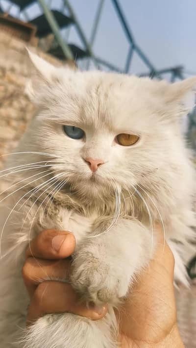 Persian cat