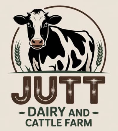 Jutt Dairy And Cattle Farm