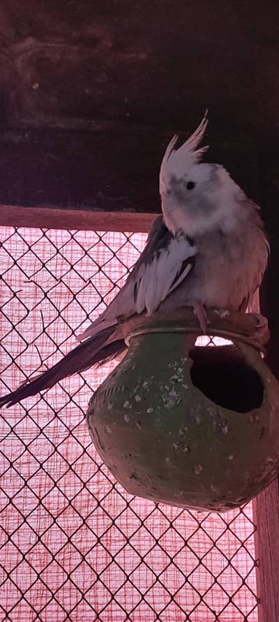 cocktail healthy active pairs