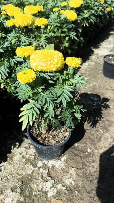 All Types Plant Available