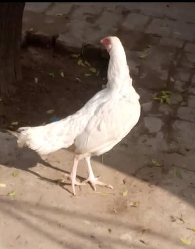 Pure Aseel heera hen/paper white Aseel pathy/ Murga /white heera