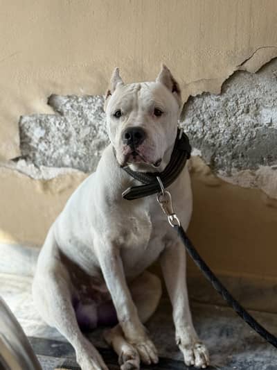 Dogo Argentino for sale full active 9 months old with microchip