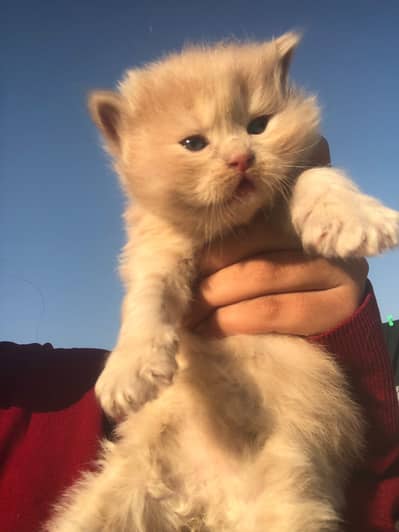 Beautiful fawn persian kitten for sale.