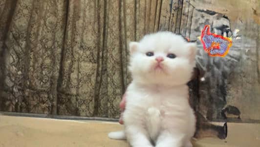 punch Face Double Court