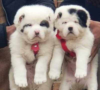 Alabai dog  / Afghan Kuchi /kurdish kangal / bakharwal security dog