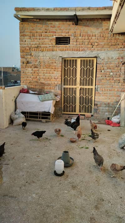 Desi and misri golden hens