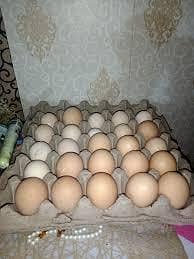 white heavy Buff eggs available and chick,s day old