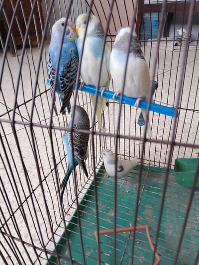 BUDGIES FOR SALE