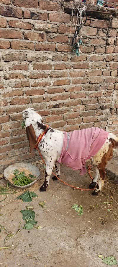 makhi chinni pair for sale