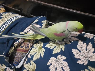 team fully friendly talking parrot for sale 03054636833