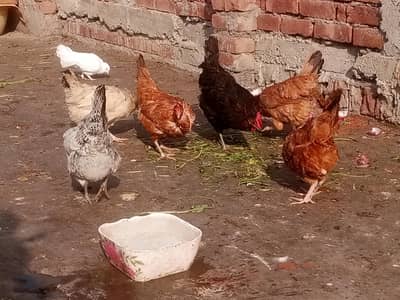 گھر کی پالی ہوئی انڈے والی مرغیاں