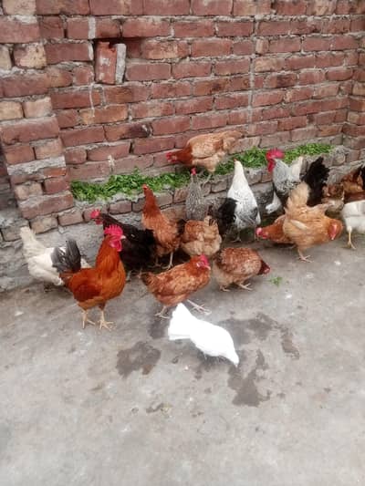 گھر کی پالی ہوئی انڈے والی مرغیاں