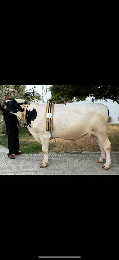 Palai Service available. Qurbani 2026-2027