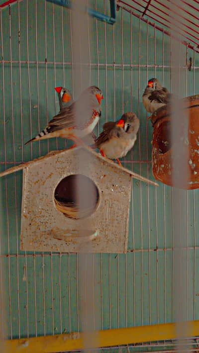 zebra finch for sale