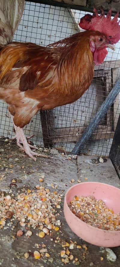 healthy and active ghar ka pala hova