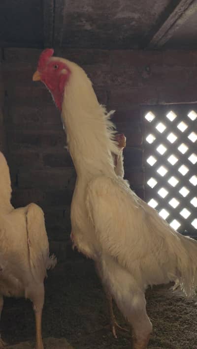 High Quality Pure Oh Shamo for Sale