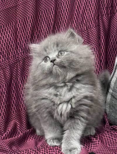 Persian | Cat | baby | kittens | 3 kot ʘƷ4ʘ58Ξ786Ξ97ωᗩŤ$P low price