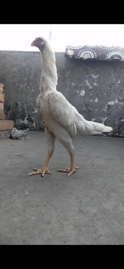 white shamo female|white shamo|o shamo|king shamo|japanese shamo|shamo