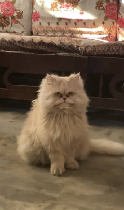 Persian punch face breeder female