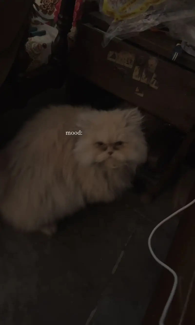 Persian punch face breeder female — photo 2