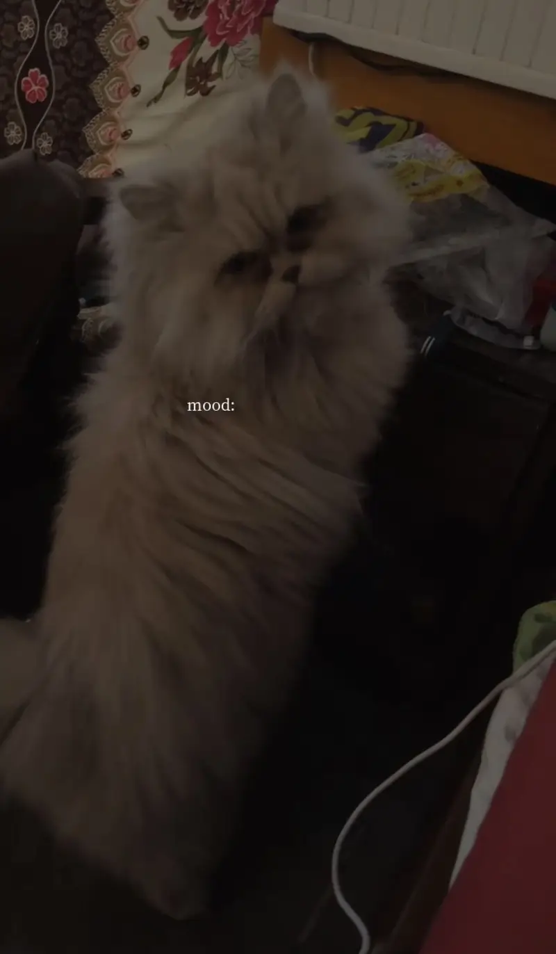 Persian punch face breeder female — photo 3