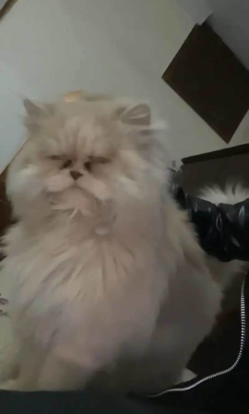Persian punch face breeder female — photo 4