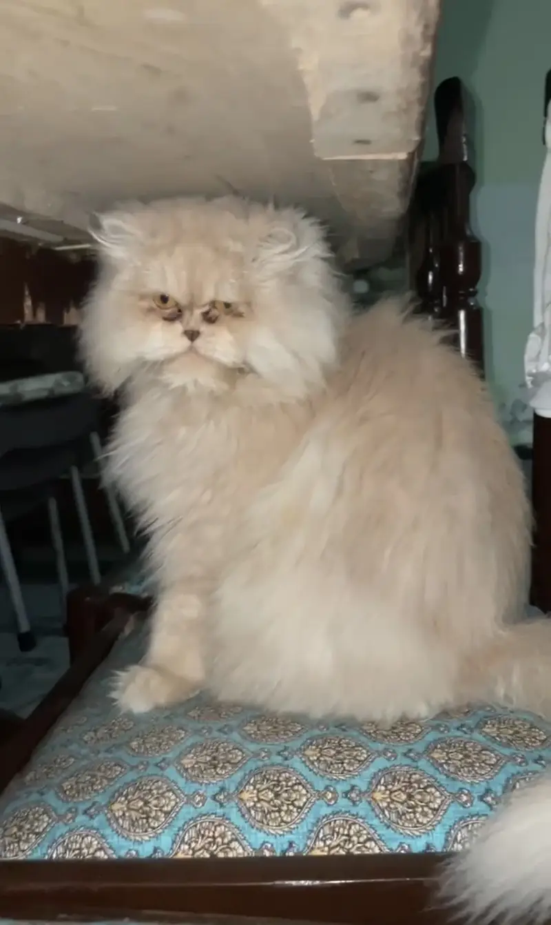 Persian punch face breeder female — photo 5
