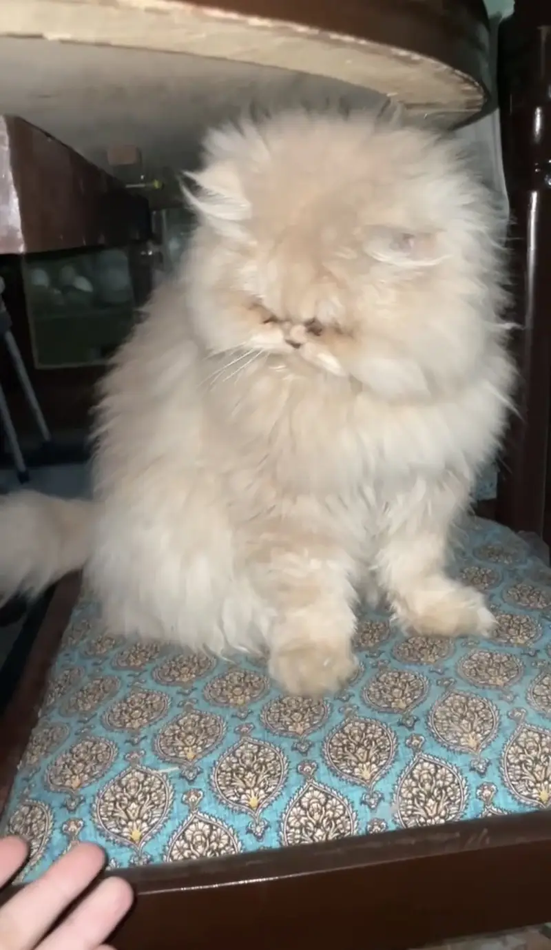 Persian punch face breeder female — photo 6