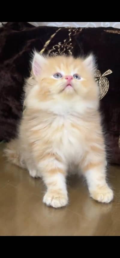 Quality Persian Punch face cat & kitten is03062848895Whatsapp