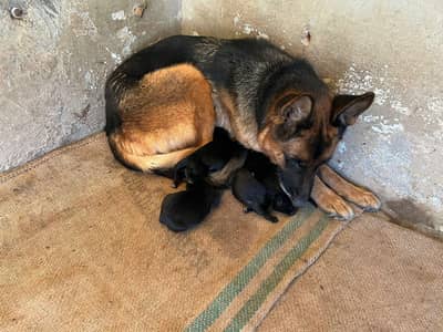 German shepherd GSD puppies