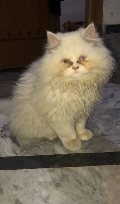 persian near to peke odd eyes female kitten