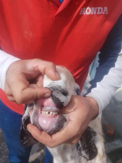 aandal bkra 36 inch hite