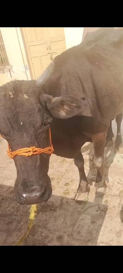 TAZI SOI BAHREE 10 DIN HUWA HAN SOI HA SATH BACHra 03409392913 whatsa