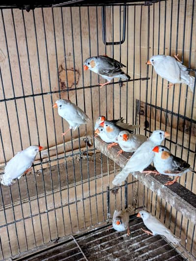 White Zebra finches & Penguin Finches