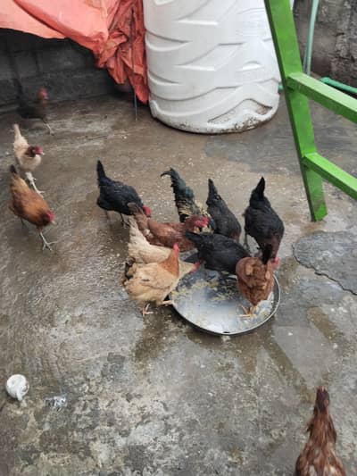 golden misri murgiyah 16