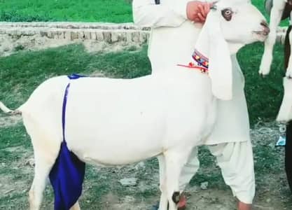 3 butcher vali Rajan puri bakri for sale 03298995343