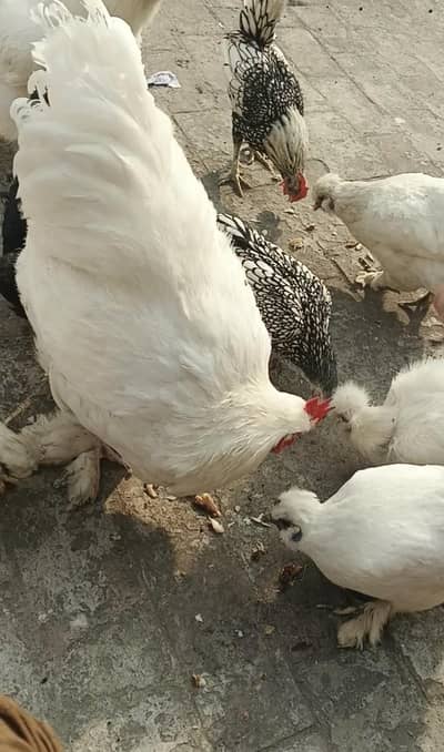 silky ,silver sprite pair