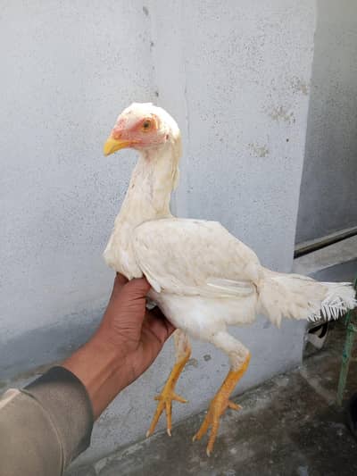 Aseel Heera/Aseel murga