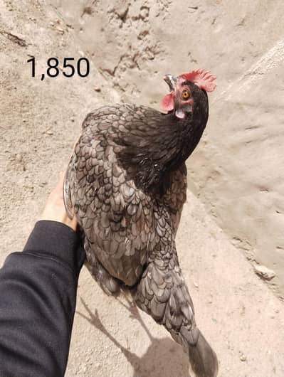 golden misri hens ,  Ghar ki Pali hoi Ando wali murgia