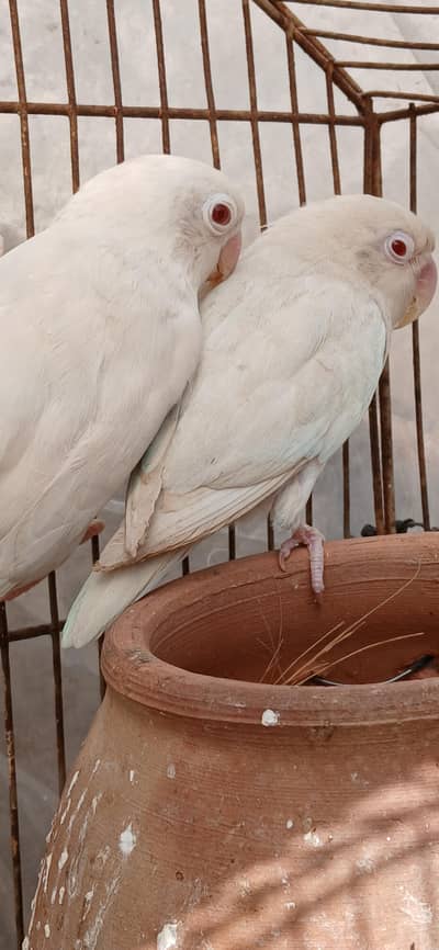 Albino Red eye for sale