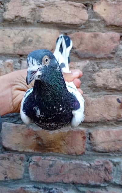 Ch Sab wala breeder Male