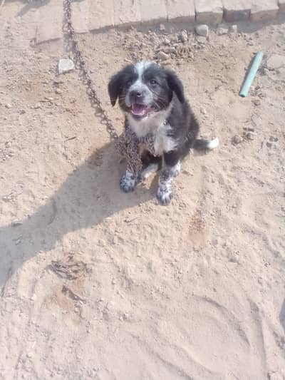 boarder collie female puppy  contact nbr 03062856096