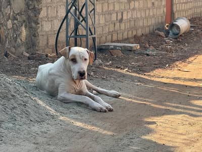 Pakistani Bulldog / Bully kutta