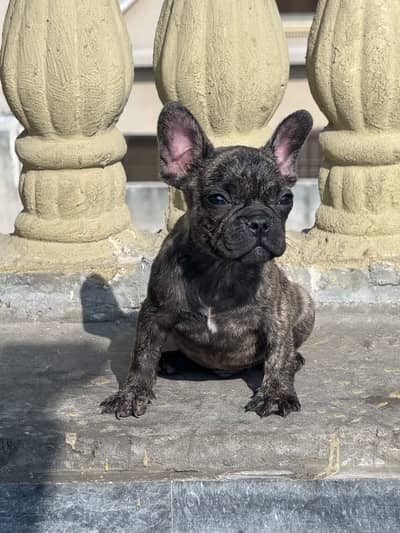 PEDIGREE FRENCH BULLDOG MALE PUPPY AVAILABLE FOR SALE