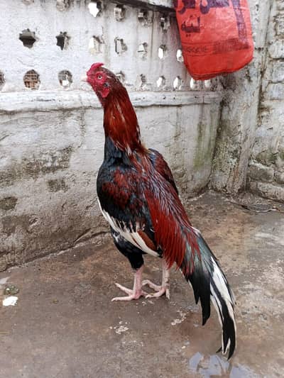 Aseel Mianwali Murga +92 307 5039904 WhatsApp or call