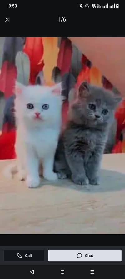 Persian cat for sale male or female my WhatsApp 0329=75=52=620
